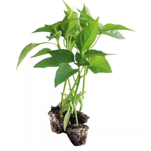 Chili pepper seedlings Chaotian pepper millet pepper thin-skinned pepper long-line pepper bell pepper sweet pepper colorful pepper screw pepper vegetable seedlings Chaotian pepper seedlings 3 plants