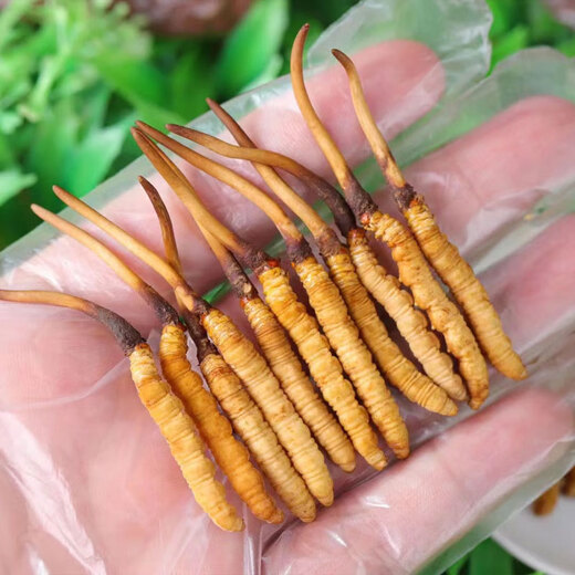 
Tibetan Girl's Extra Grade Fresh Cordyceps Cordyceps Tibetan Area Wild Cordyceps Gift Box Inn Genuine Holiday Gifts Gifts to Parents and Elders [Fresh Cordyceps About 0.5g/root] 20 Roots