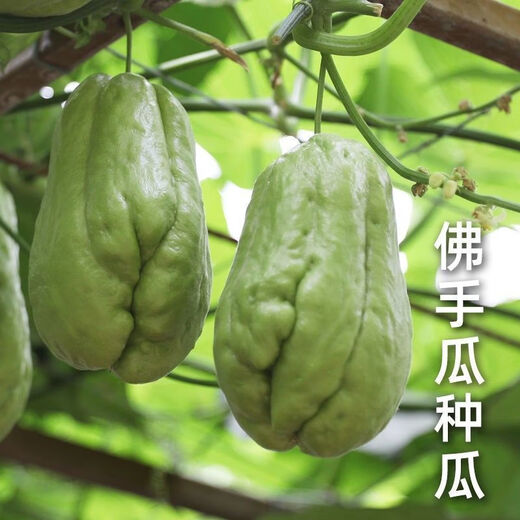 Shop Chayote Early Maturing Extra Large Chayote Vegetable Climbing High Yield Disease Resistant Perennial Melon Affordable Price High Yield Good - 40 Count - Net Seeds Chayote Seeds