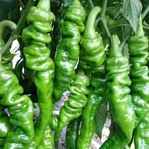 Four Seasons Planting Extra Large Spicy Pepper Thin-Skinned Spicy Chili Seeds Hangzhou Pepper Garden Potted Seasonal Vegetables Spicy Big Fruit Spicy Pepper Seeds New Species Selected 406 Capsules 7WQ