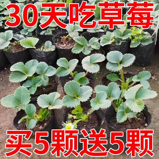 Qizhe strawberry seedlings, cream red strawberry seedlings, four-season greenhouse planting of sweet treasure strawberry seedlings, bare roots, new seedlings, strawberry seeds, 100 capsules