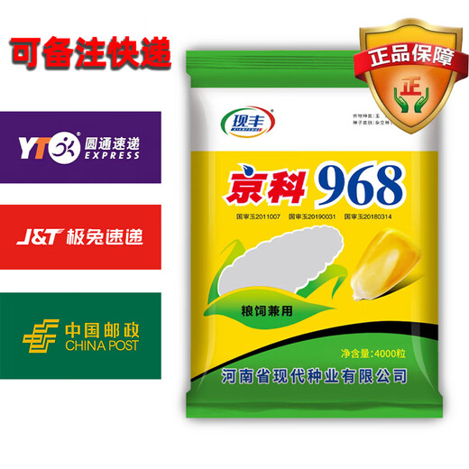 Suiyiman Yunnan-Guizhou-Sichuan high-yielding corn Jingke 968 low-stem big stick high-yielding resistance to lodging and rust disease dual-purpose grain and feed can be stored as green storage 1 bag 4000 grains