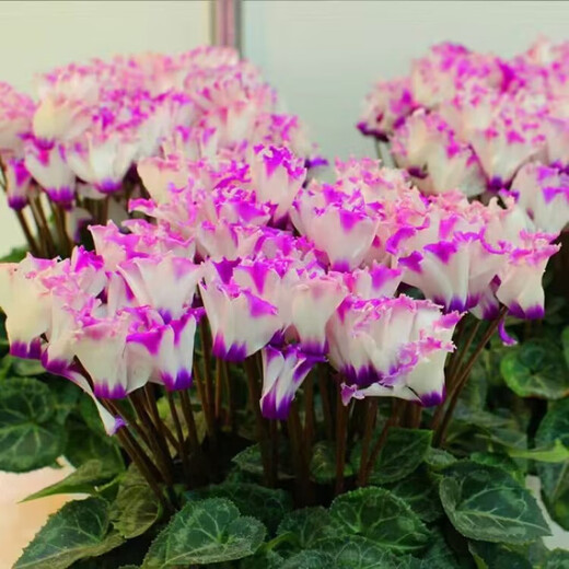 8645 people praised Double Cyclamen Seeds Cyclamen Seeds New Year's Eve Flower Plants for Balcony Indoor and Outdoor Pots Cyclamen Seeds All Colors Mixed Version Two Packs of Seeds 276 + Fertilizer