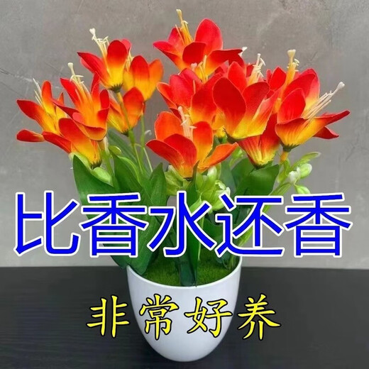 Ten Miles of Fragrance Lazy New Product Fragrance Jade Bulb Flower Potted Flowers All Seasons Blooming Large Flower Collection Cold-resistant New Variety Flame Color Cold-resistant and Drought-resistant Selection of 8 pieces Blooms in 30 days + Fertilizer