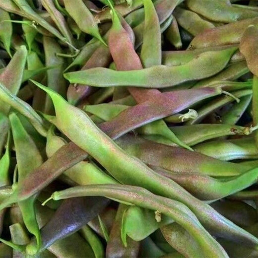 Shop: Purple-flowered oil beans, three-leaf Northeastern oil beans, gluten-free frame beans, boiled boiled early-ripening vegetables, purple-flowered oil beans seeds, 6 packs, about 240 capsules