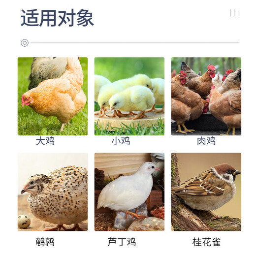 Zhengda 521 Chicken Feed, Chicks Open Chicks, Chicken Feed Wholesale, Medium Chicken Food Premix 80Jin Jin is equal to 0.5kg Zhengda 521 Chicken Feed 10Jin Jin is equal to 0.5kg