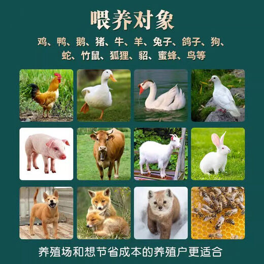 Baiyi bacteria rapid fermentation strain veterinary feed additives for pigs, cattle, sheep, chickens, ducks, fish and shrimp genuine concentrated Baiyi bacteria Baiyi bacteria 10g/bottle*1 bottle breeding without diarrhea