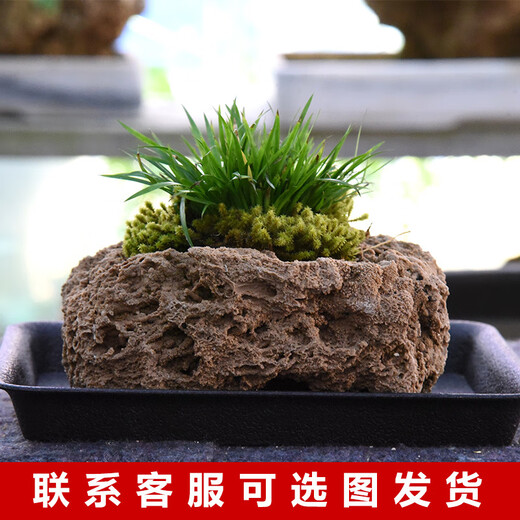 Stone flowerpot with water-absorbing stone, raw stone, natural flowerpot with asparagus, bamboo, calamus, succulents, micro-landscape pot, 13-17cm stone pot + round bottom bracket