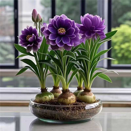 Strong fragrance hydroponic orchid ball potted plant is easy to grow indoors and outdoors in all seasons. Cold-tolerant hot water culture flowers can be planted in red. Mosquito-repellent four-season flower. 5 balls are preferred. Flowers burst into pots.