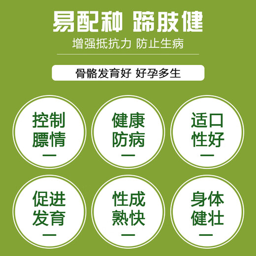 8% gilt feed 4% gilt premix pig farm sow feed to improve farrowing and early estrus 8% gilt feed