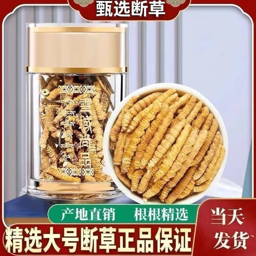 Xina Tibetan Cordyceps Cordyceps Broken Grass Genuine Cordyceps Broken Grass Selected Dry Goods High-altitude Broken Grass Self-use and affordable Package of Nagqu, Tibet Nagqu, 30g Package of Big Broken Grass with Seedlings