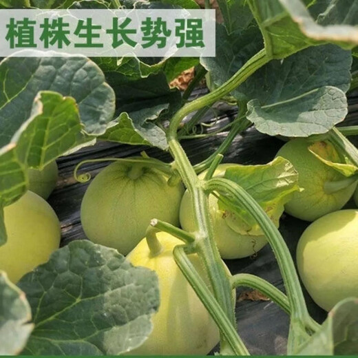 Bingtang Tianbao melon seeds are sown in spring and autumn, sweet and thick-meat for all seasons. Bingtang Tianbao melon seeds Nk89#Newcomer experience, about 52 capsules