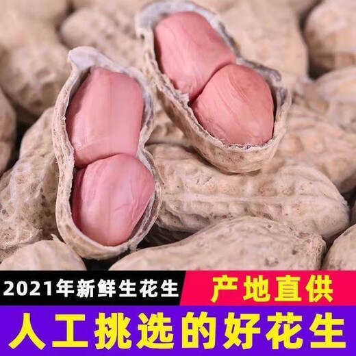Peanut seeds Huayu 60 peanut original species extra large fruit size 1000 Jin is equal to 0.5kg. King first-class groundnut seed peanut - 500g (1000g is equal to 0.5kg)