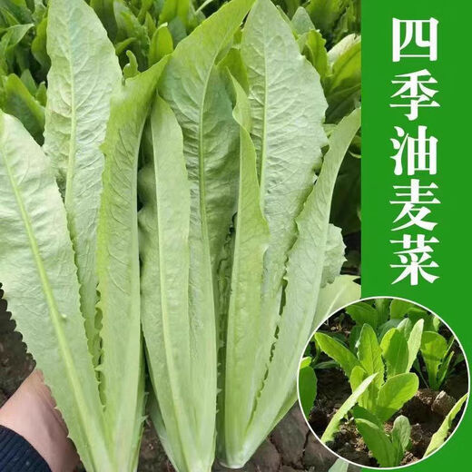 Store hot-selling four-season wheat-flavored wheat vegetable seeds, balcony potted plants, field planting, fresh seedlings, 30 wheat-flavored wheat vegetable seedlings