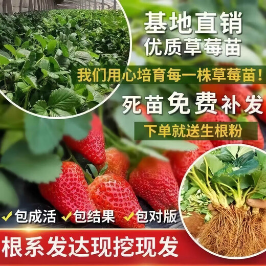 Qizhe strawberry seedlings, cream red strawberry seedlings, four-season greenhouse planting of sweet treasure strawberry seedlings, bare roots, new seedlings, strawberry seeds, 100 capsules