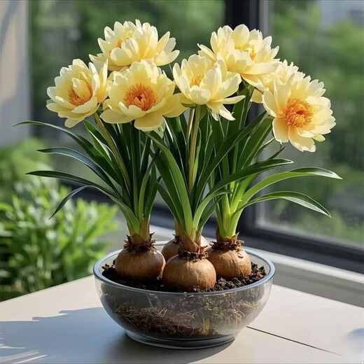 Strong fragrance hydroponic orchid ball potted plant is easy to grow indoors and outdoors in all seasons. Cold-tolerant hot water culture flowers can be planted in red. Mosquito-repellent four-season flower. 5 balls are preferred. Flowers burst into pots.