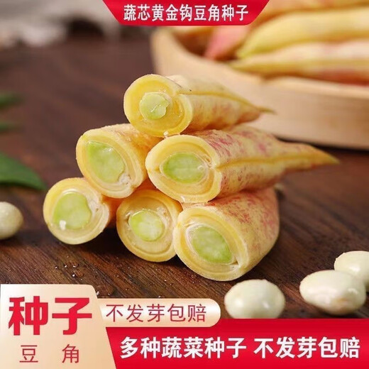 Golden Hook Frame Bean Seeds Golden Hook Northeastern Oil Carob Seeds Gluten-free and Fire-free Yellow Early Golden Hook Bean Seeds Easy to Plant Original 5 Packs About 150 Grains Free Fertilizer