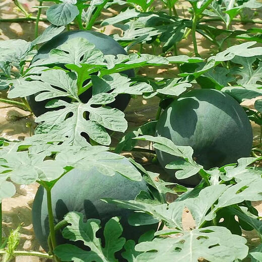 Qizhe seedless watermelon seeds with black skin and red flesh, extra large lazy super sweet giant seedless watermelon fruit seeds with crack-resistant melon, black skin and seedless watermelon 1 pack (40 pieces)