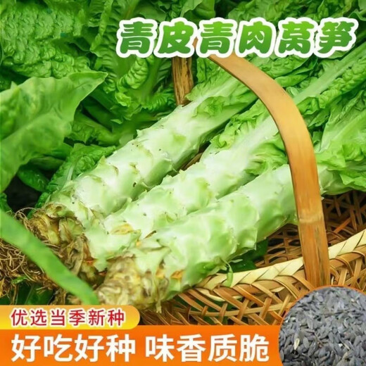 Four seasons lettuce seeds, green skin, green flesh, fragrant lettuce seeds, heat-resistant and cold-resistant, spring, autumn and winter green lettuce seeds, fast growing and delicious, one package of carefully selected grains, about 1010 grains, viable