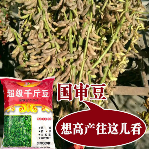 Thousand Jin Jin is equal to 0.5 kilograms. Bean and soybean seeds can be sown in spring soybean seeds and summer soybean grain seeds in field bases. Zhonghuang 13 soybean seeds 1 Jin Jin is equal to 0.5 kilograms (National Bean Examination 20010