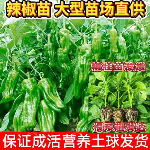 Thin-skinned pepper seedlings, large-fruited tiger-skin green pepper seedlings, mildly spicy wrinkled pickled pepper vegetable seedlings, thin-skinned pepper seedlings 200 pieces, packaged alive