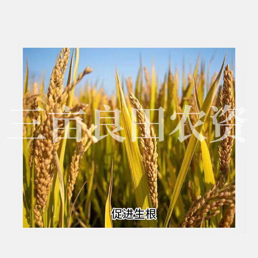 1% indolebutyric acid inducer rice seedling field promotes rooting and vigorous root plant growth regulator