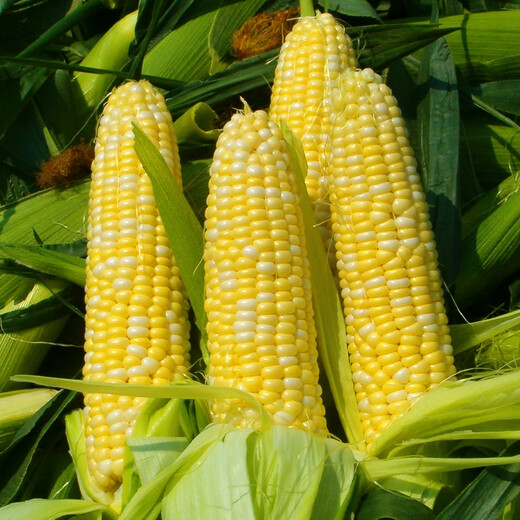 Ice cream fruit corn seeds delicious super sweet popsicles raw fresh rock sugar crispy waxy corn seeds 400g can Golden Crown 597
