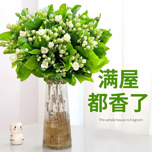 Jingyouyu jasmine hydroponic plant potted plants in the office desktop are good for growing flowers, green plants, water-raised flowers, mosquito repellent Jiuli Xiang, jasmine 6-year-old seedlings, 10 pieces, with flowers during the flowering period