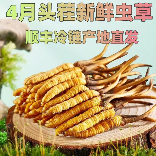 Cordyceps frais Sinensis Verrouillage sous vide Emballage frais Sf Express Chaîne froide Origine droite Sélection de cheveux Big Gras