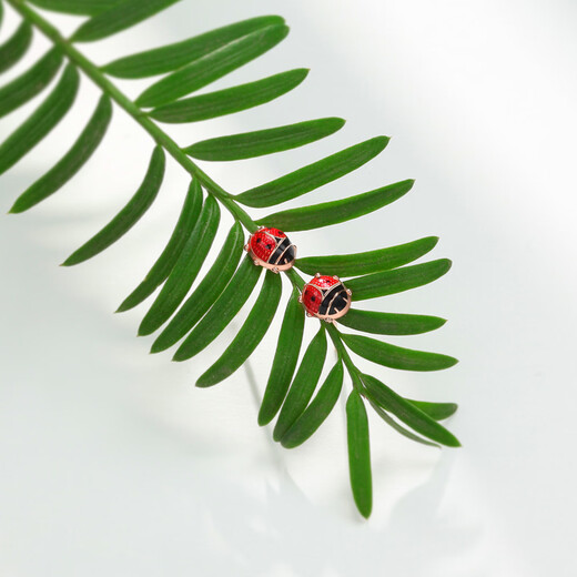 Chao Acer Little Ladybug 18K Gold Stud Earrings for Women Rose Gold Color Gold Earrings Fashionable Birthday Gift for Girlfriend Pre-sale Single Earring