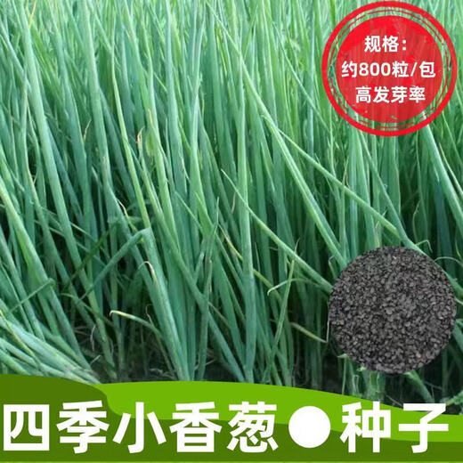 Four-season chive seeds, green onion seeds, balcony indoor potted onion seeds, cold-resistant vegetable seeds, home vegetable seeds, four-season chive seeds, about 200 pieces, brand original color pack