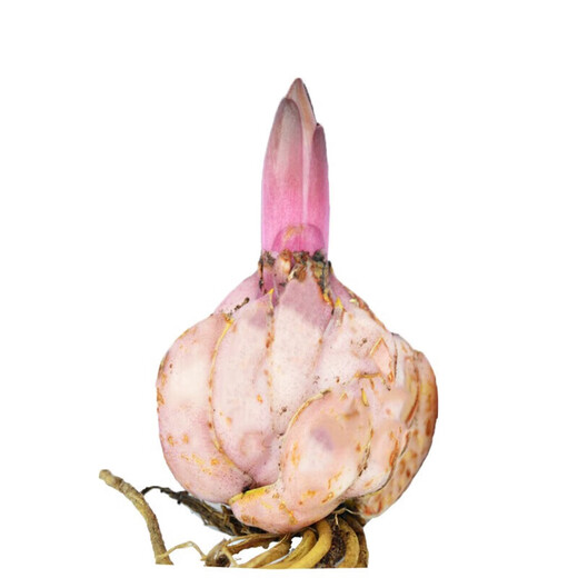 Los bulbos de lirio, los lirios perfumados, florecen en todas las estaciones y son buenos para alimentar flores y plantas, plántulas de flores de interior y exterior, semillas de flores en macetas, Hongzhuang, 5 tipos seleccionados de bulbos de lirio, empaquetados vivos.