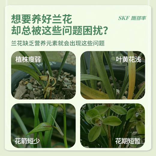 Shikofeng orchid multi-arrow special fertilizer promotes germination, budding and flowering nutrient solution to promote flowering fertilizer spray without dilution for rooting