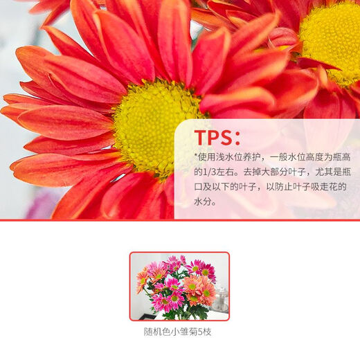 Colorful daisies, fresh cut flowers, multi-headed flowers, vase water, long flowering period, Chinese Valentine's Day gift, random mixed color daisies, 50CM, 20 branches