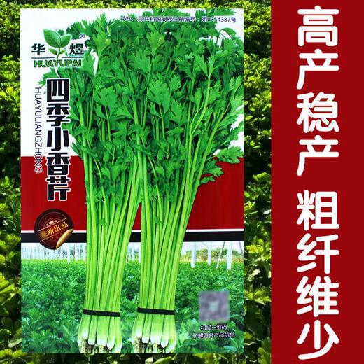 Four Seasons Parsley Seeds, Crispy, Tender and Thin-stemmed Celery Seeds, Heat and Cold Resistant, High Yield Field Base Vegetable Seeds. Original and Authentic Four Seasons Parsley, about 2,000 capsules. Original Color Packet 1 Pack