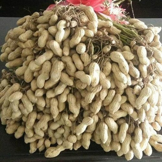 New goods have arrived, original dwarf oil-pressing peanut seeds, spring sown peanut seeds, thin-shell peanuts, dwarf flowers, first-generation peanut original seeds, half Jin Jin equal to 0.5 kg 250g