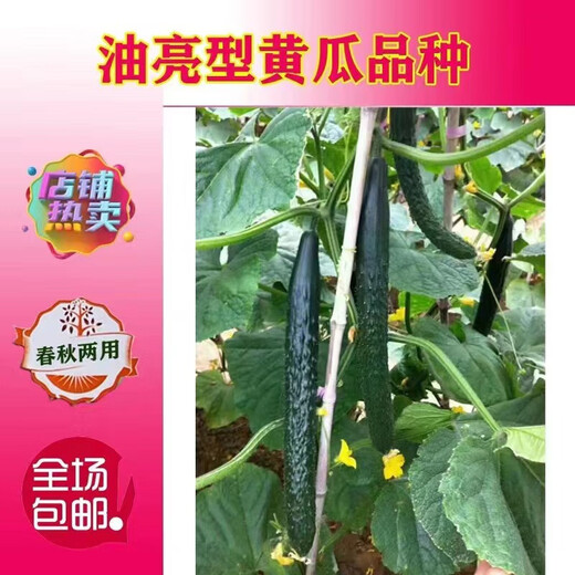 Green-fleshed, sweet, crispy melons with many cucumber seeds, shiny, straight, short-handled, densely thorned, high-yielding, disease-resistant, spring and autumn sowing cucumber seeds, Jinshun A6 original 500 grains per bag