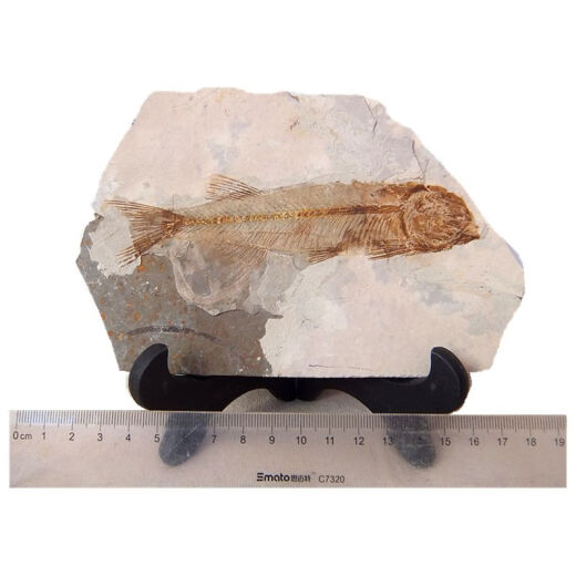 
2025 new Liaoxi natural wolf fin fish fossils placed in stone animals retro paleontology science popularization specimens DB1025 with bracket
