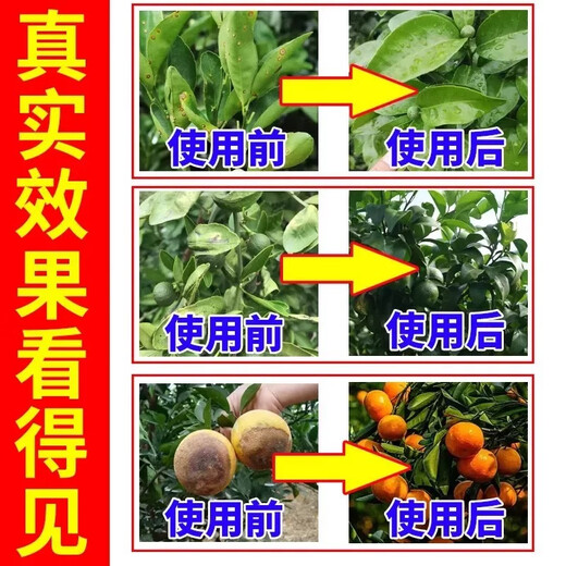 Orange tree leaf curl disease, citrus greening disease, special yellow leaf withering, flower and fruit preserving medicine, insect pest control foliar fertilizer, one bottle