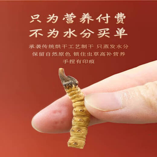 Beijing Tongrentang Pang Donglai Tong Quality [Inspección de calidad de soporte] 10 gramos de hierba grande rota auténtica cordyceps sinensis cordyceps sinensis cordyceps sinensis 30 gramos llenos de tres gramos 33 gramos de 33 gramos