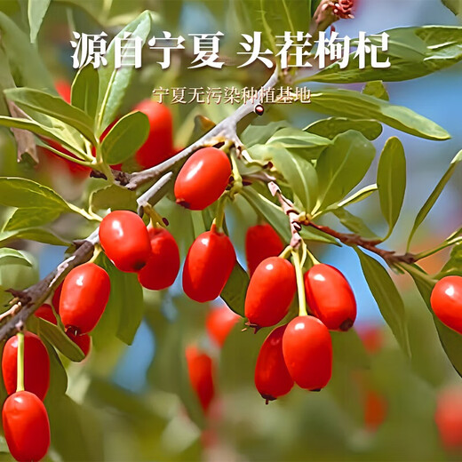 Yangzhenyuan Ningxia special wolfberry 500g, rich in polysaccharides, suitable for chewing and soaking in water. 100g wolfberry * 1 bag (the cost is the shipping cost, recommended 500g)