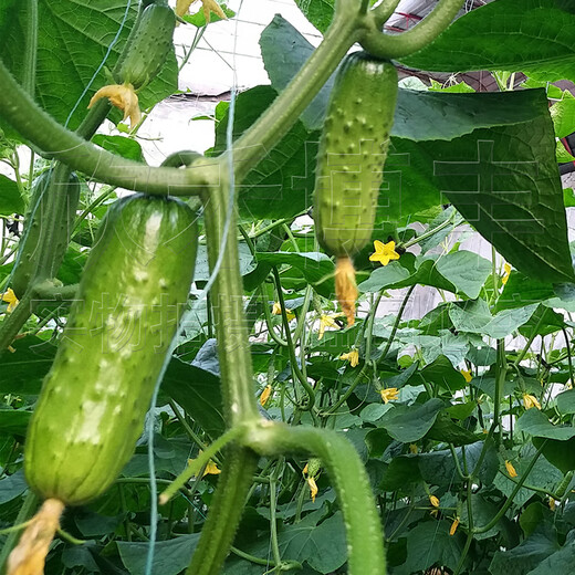 Mini fruit cucumber seeds, heat-resistant and high-yield, spring and summer small cucumber seeds, four-season balcony potted vegetable seeds, 10 large cucumber seedlings