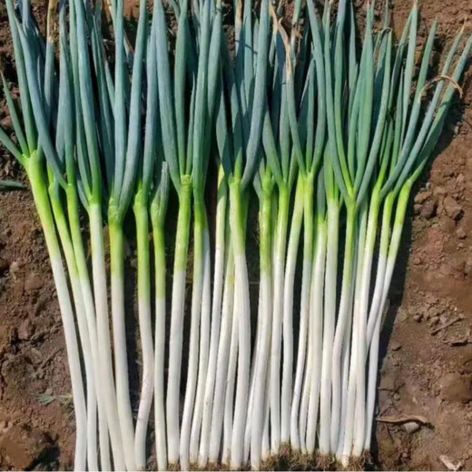Pine Black Small Leaf King Green Onion Seeds Iron Steel Onion Zhangqiu Large Indus Green Onion Seeds Cold and Heat Resistant 90g Cans Pine Black Small Leaf King 3 cans