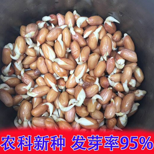 Shandong Academy of Agricultural Sciences high-yielding peanut seeds Luhua No. 9 large-grain early-maturing drought-resistant shelled original seeds Agricultural Science Direct* high-yielding original seeds Luhua No. 9-2Jin Jin is equal to 0.5 kg