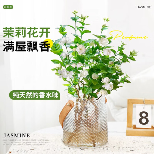Jingyouyu jasmine hydroponic plant potted plants in the office desktop are good for growing flowers, green plants, water-raised flowers, mosquito repellent Jiuli Xiang, jasmine 6-year-old seedlings, 10 pieces, with flowers during the flowering period