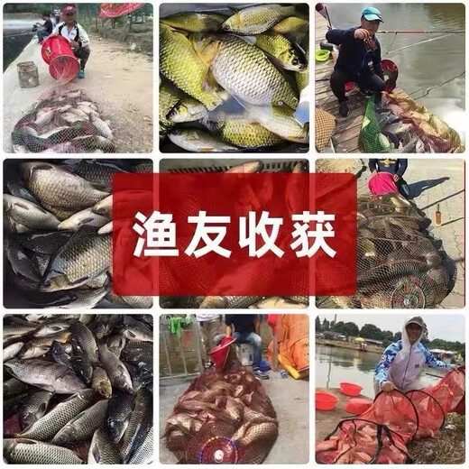 Guoliang Qianlixiang black pit wild fishing nest material concentrated fishing medicine freshwater crucian carp, grass carp fishing additive fish attractant Qianlixiang 50ML