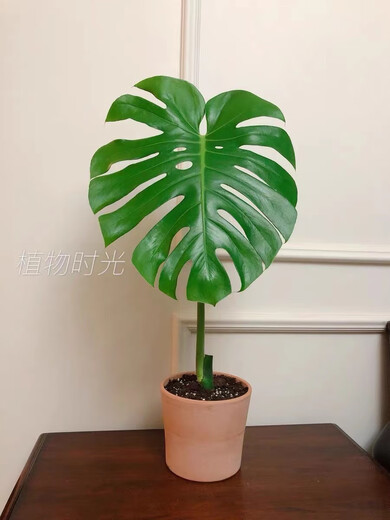 Temps des plantes extrêmes Les vieux monstres monstres un coup d'une grande plante de maison plante de pot de vieux monstres monstres n ° 1283 bon avec plante en pot