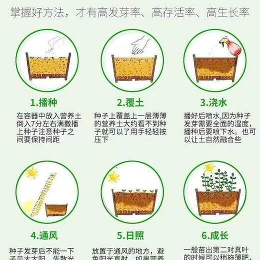 Four-season chive seeds, green onion seeds, balcony indoor potted onion seeds, cold-resistant vegetable seeds, home vegetable seeds, four-season chive seeds, about 200 pieces, brand original color pack