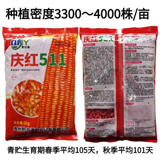 Guangxi corn variety Qinghong 511 hard-kernel quality corn seeds are adapted to medium and low altitudes Qinghong 511 corn seeds 2Jin Jin equals 0.5kg/bag