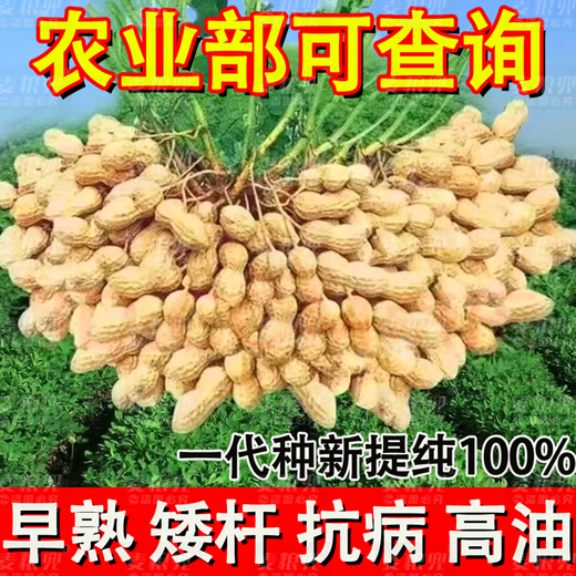 Peanut Seeds Academy of Agricultural Sciences Shelled Huayu No. 25 peanut seeds new variety self-seeding Thin-shell peanut seeds can be saved 100% original peanuts 3Jin Jin equals 0.5 kg 1500g